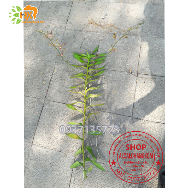 [HCM]CÂY LAN BÒ CẠP RẰN - CÂY CÓ 2 VÒI HOA