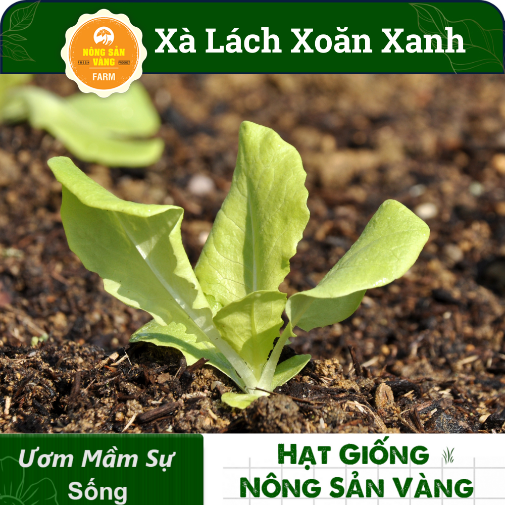 Seeds lettuce curly green (pack of 0.5 gram)-shallow gold