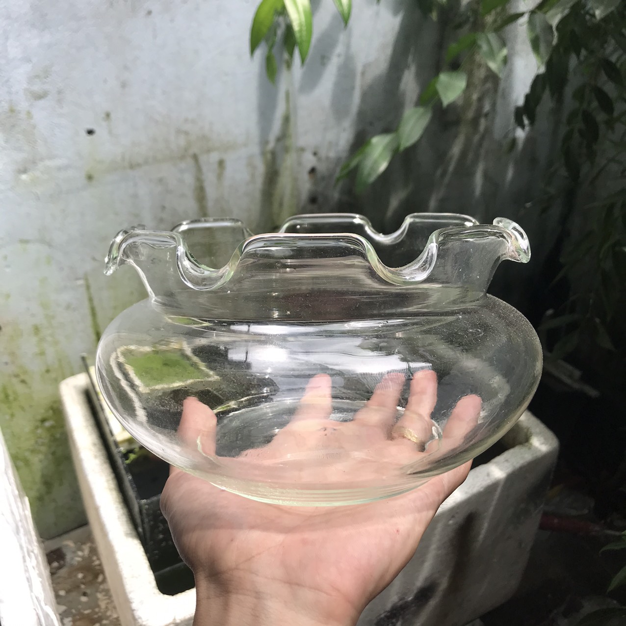 Bể cá mini - chậu cá để bàn - B16 bể cá tròn