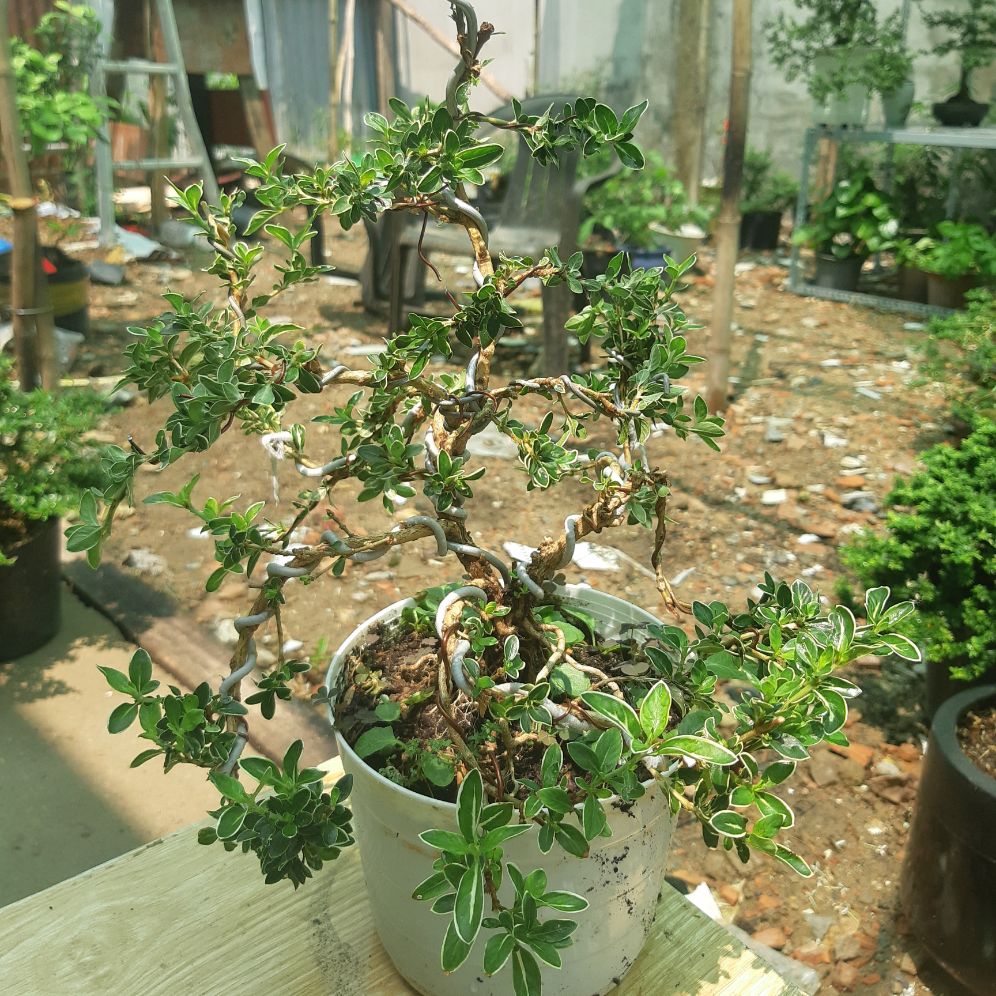 bạch tuyết mai bonsai DÁNGD ĐẸP