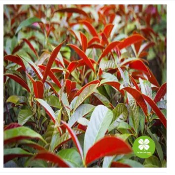 Đơn lá đỏ (1kg khô) - DTX150