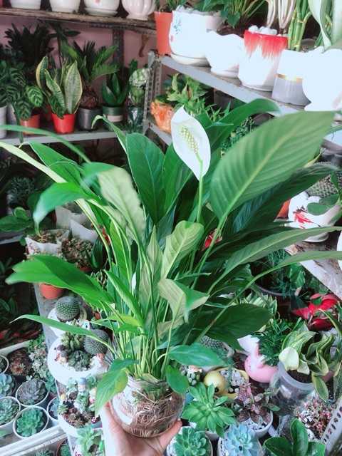 Chậu Cây Hoa Lan Ý