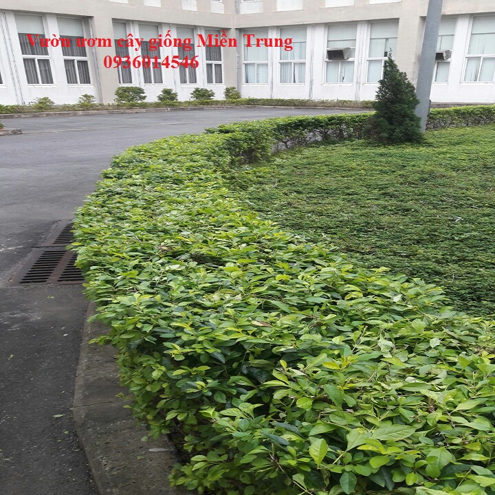 Cây chuỗi ngọc- Cây trồng viền- Combo 3 bầu