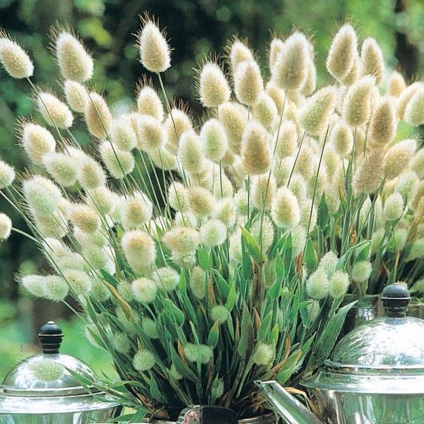 hạt giống cỏ đuôi thỏ 100 hạt (golden seed)