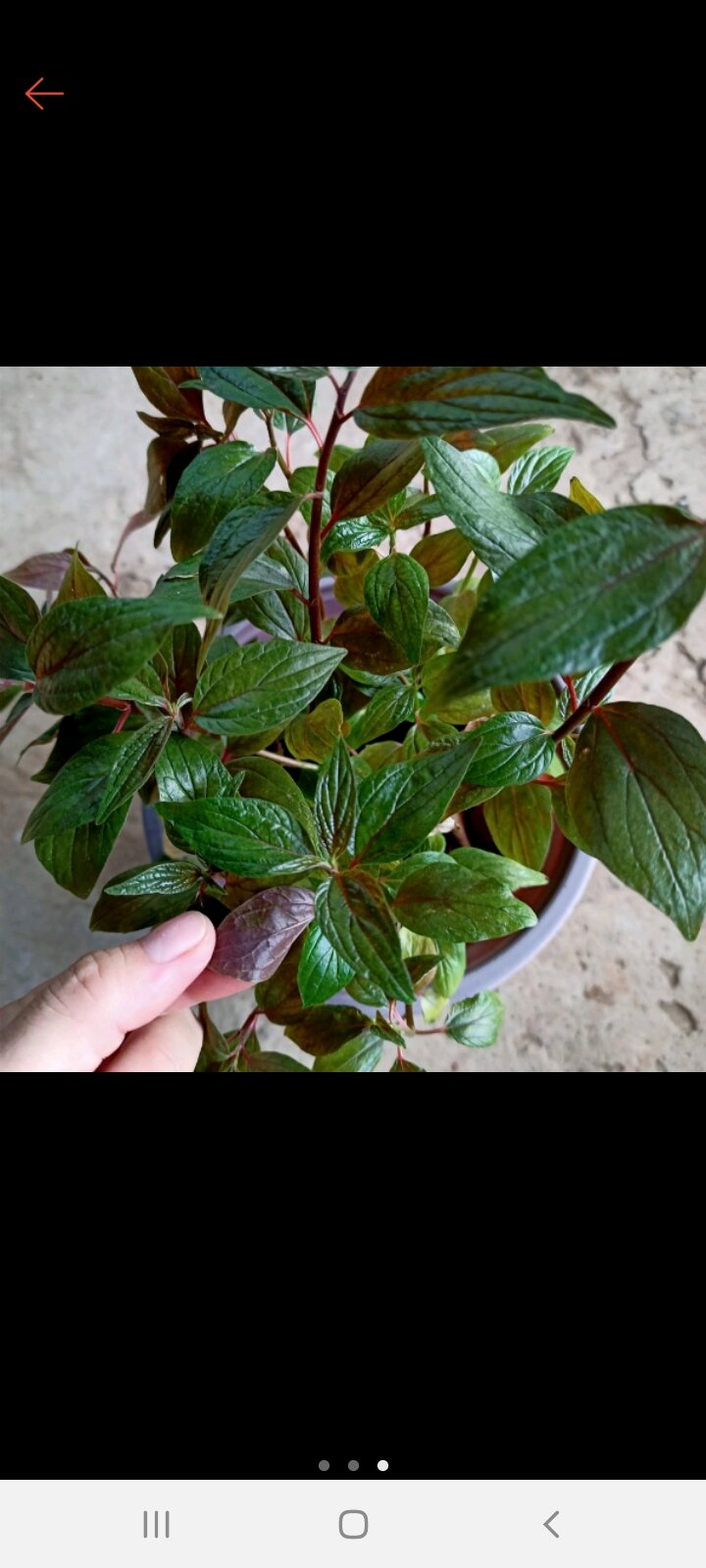 Bầu 20 cây giống thuoc dòi bọ mắm