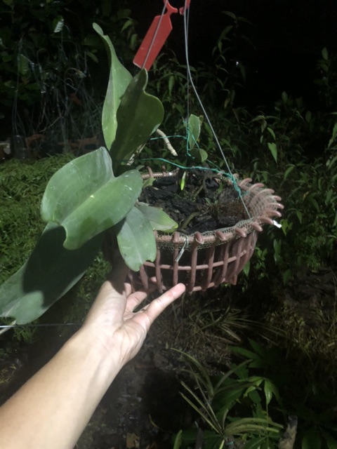 Phong Lan Ngọc điểm đai trâu thái mẹ bồng con