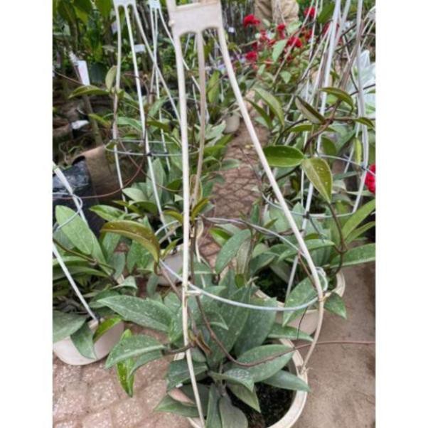 Lan cẩm Cù