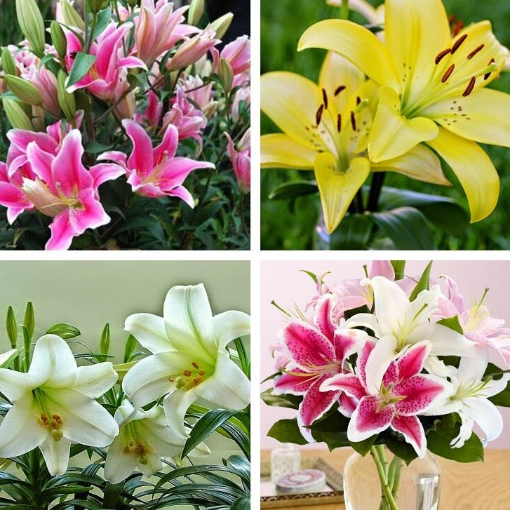Củ ly cao hà lan cánh kép size 14/16 đủ màu