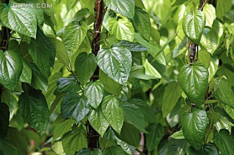 CÀNH TRẦU KHÔNG (CÂY TRẦU QUẾ ) CÓ RỄ ĐỂ ƯƠM TRỒNG