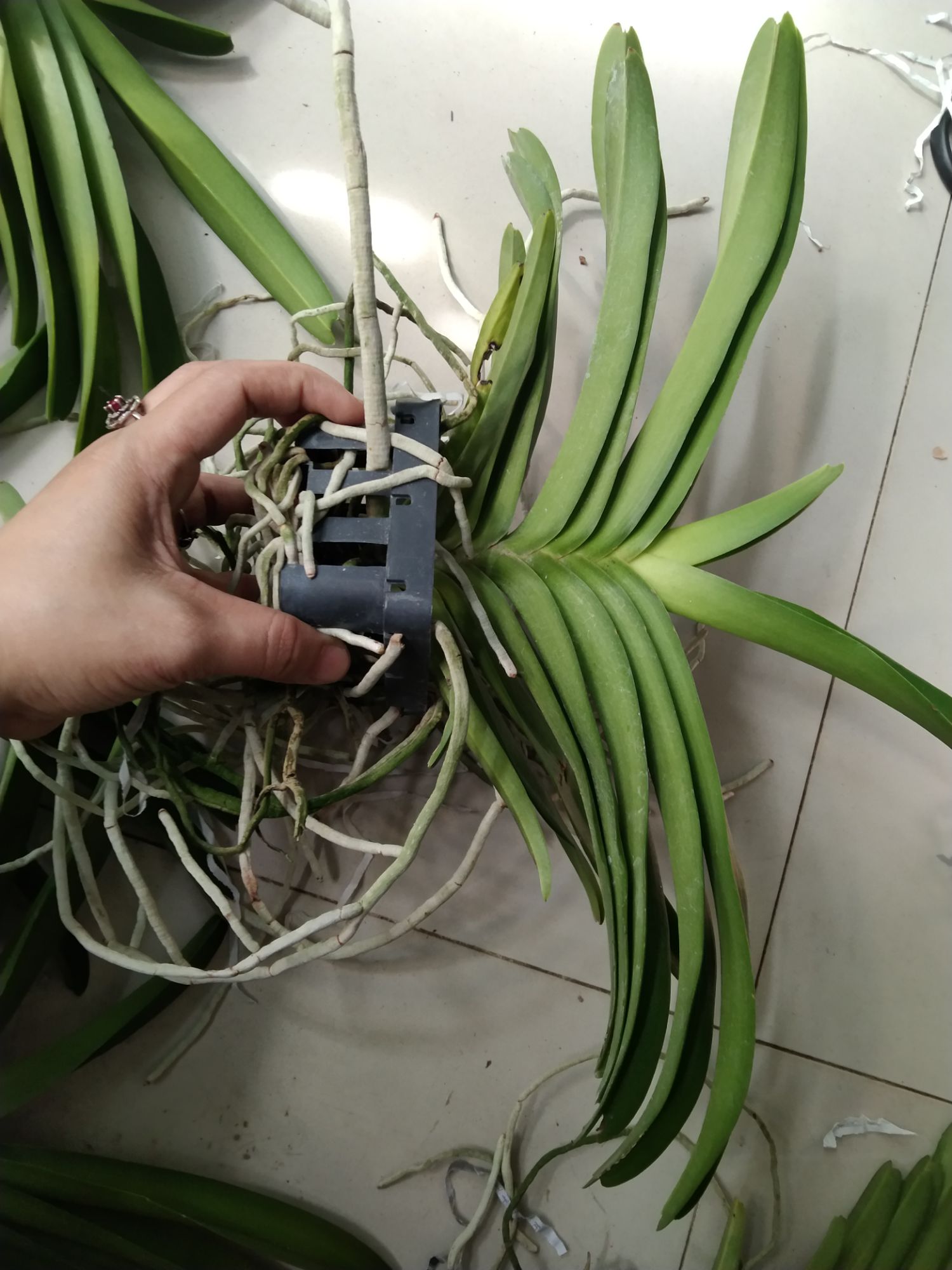 Lan Asco hồng hoa thơm