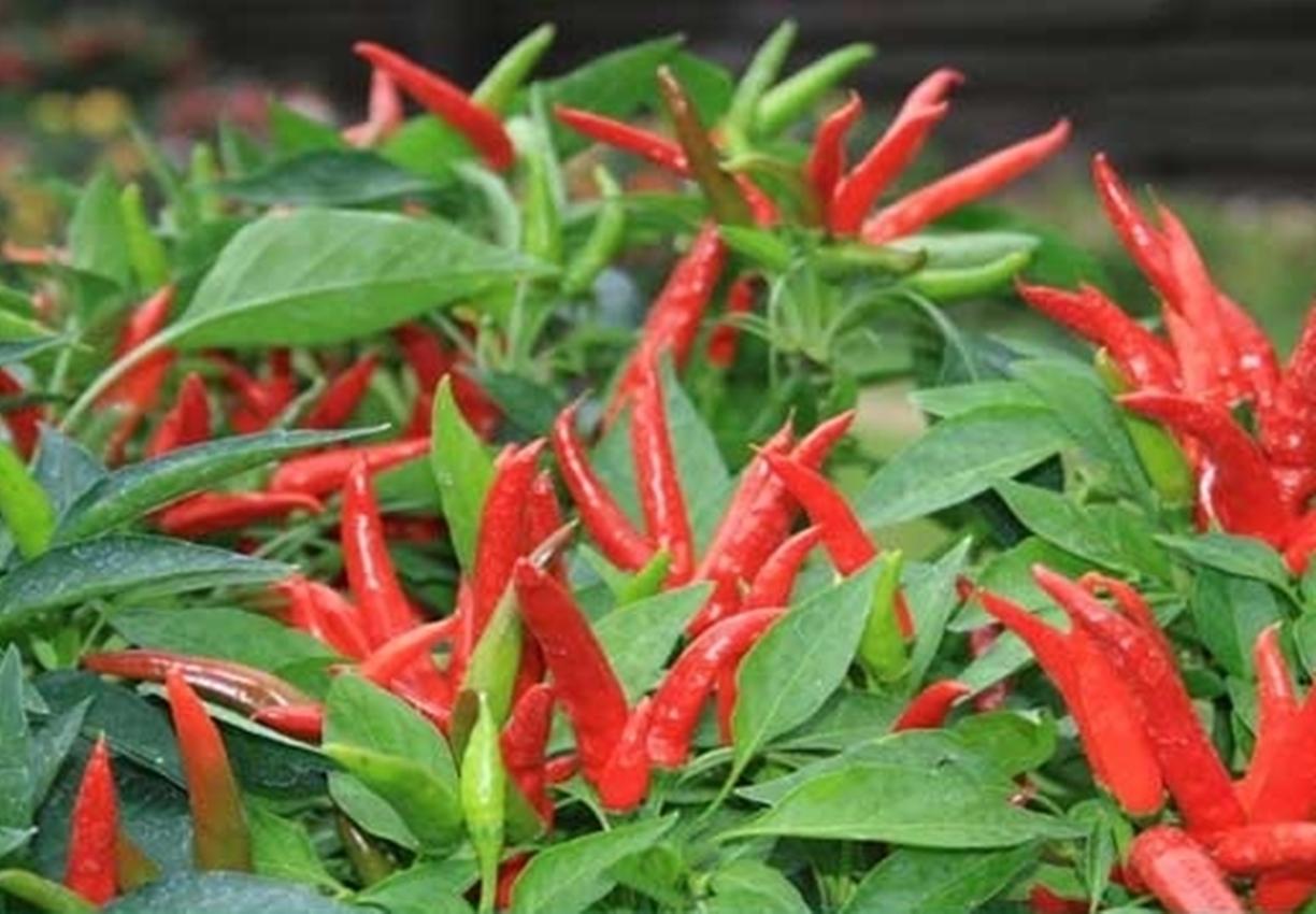 Hạt giống Ớt chỉ thiên