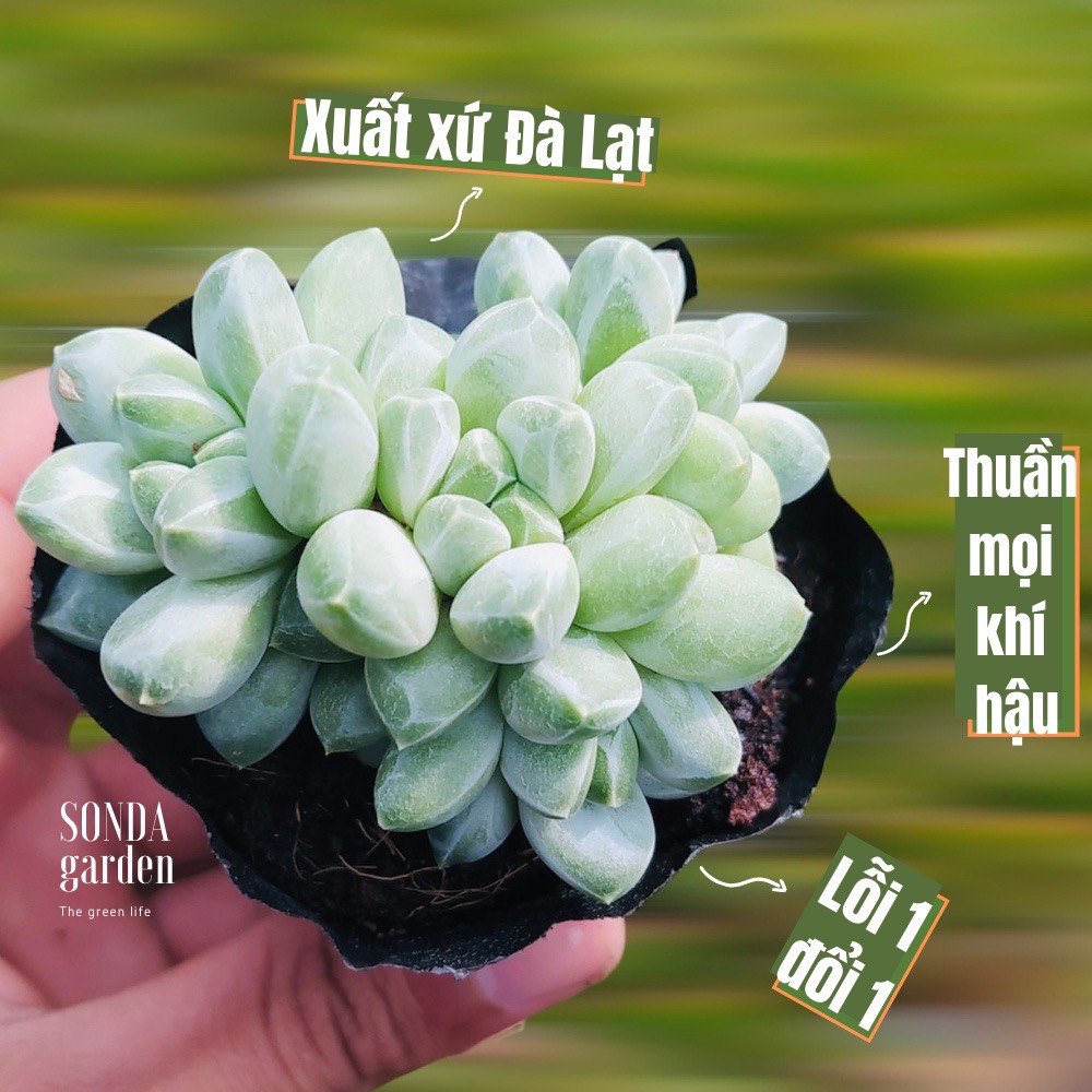 SEN ĐÁ KIM CƯƠNG TRẮNG BỤI SIZE BÉ LỖI 1 ĐỔI 1