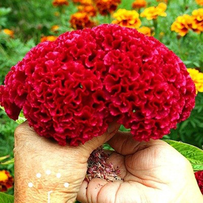 50H_HẠT GIỐNG MÀO GÀ BÚA (NẢY MẦM SIÊU CHUẨN)