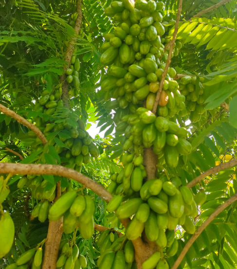 Cây khế Tàu (khế Tây) trồng chậu C10