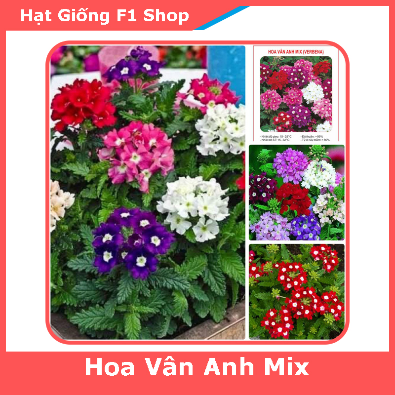 Hạt Giống Hoa Vân Anh (Cúc Lá Nho) Mix Trồng Chậu (50H) (204.F1)