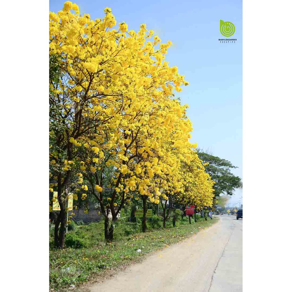 COMBO 2 CÂY PHONG LINH VÀNG GIỐNG( CHUỒNG VÀNG NÚI)