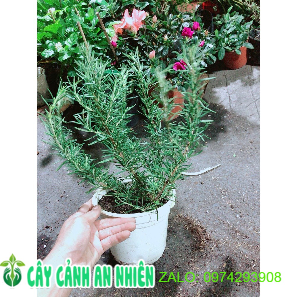 Cây Hương Thảo