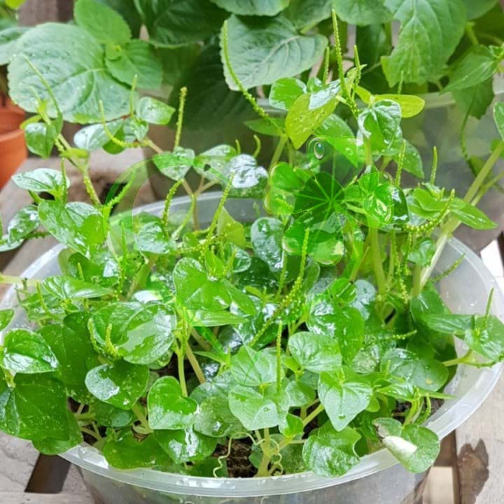 Hạt giống rau càng cua - gói 0.5 gram