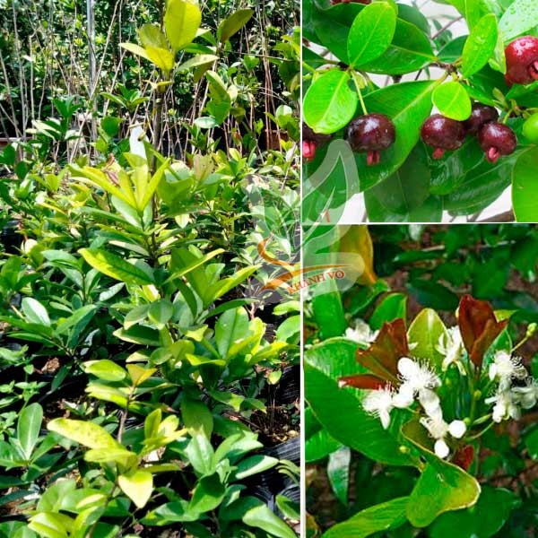 Cây cherry brazil cao trên 1m