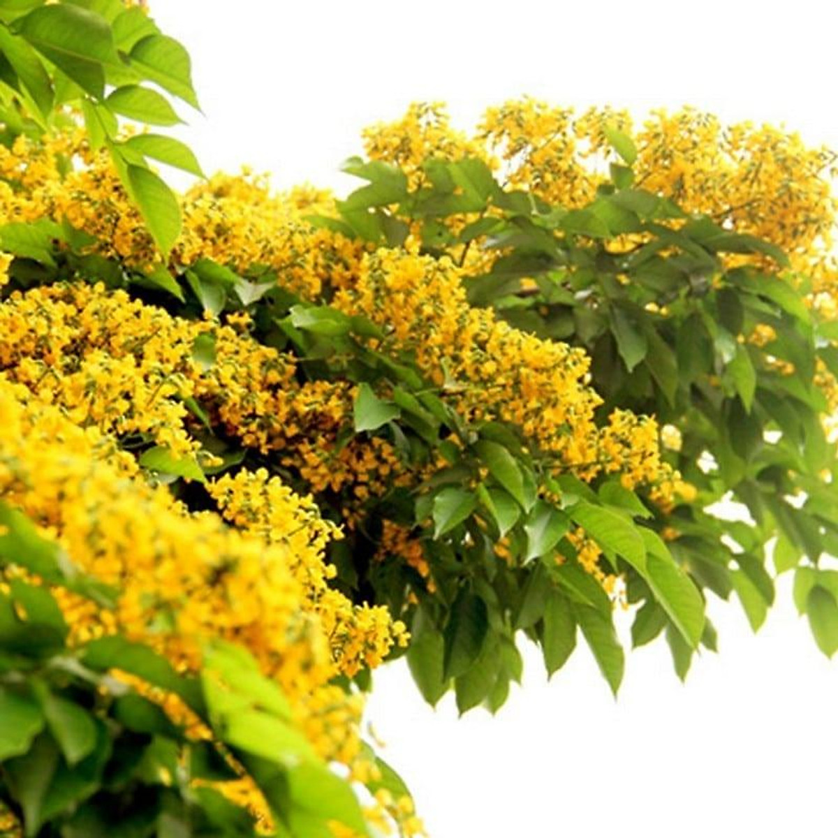 Hạt Giống Cây Giáng Hương ( Còn gọi là Đinh Hương ) - Gói 10 hạt