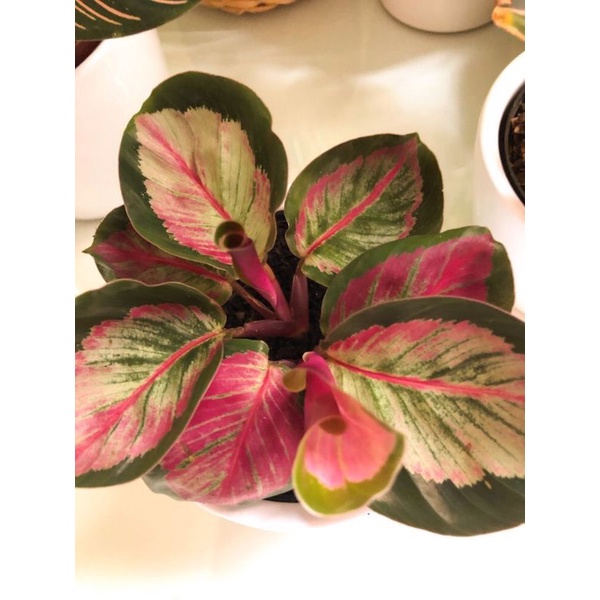 Calathea Maranta rosa - đuôi công lạ, đẹp mắt