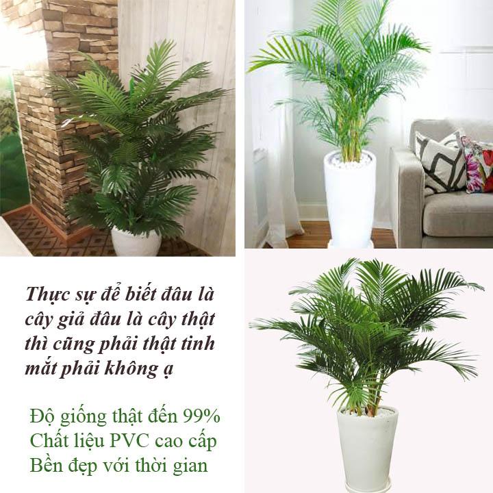CÂY PHONG THỦY CÂY CAU CẢNH CAO 1.55M