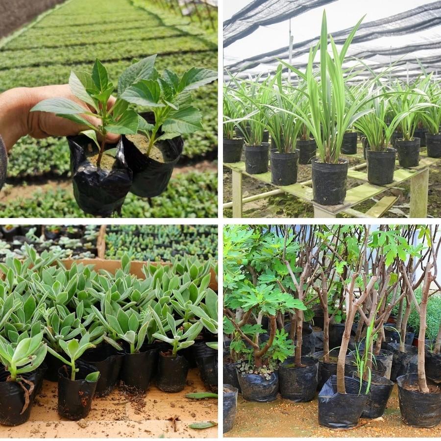 Set 2 chiếc Bầu ươm cây cỡ to KT 30x36