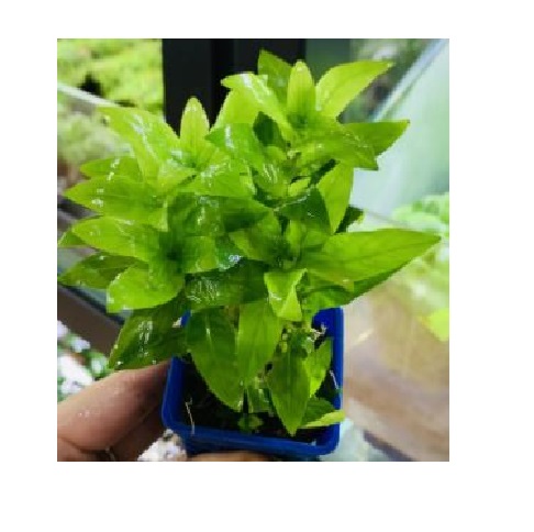 Cây Rau Thơm Lá Nước thủy sinh
