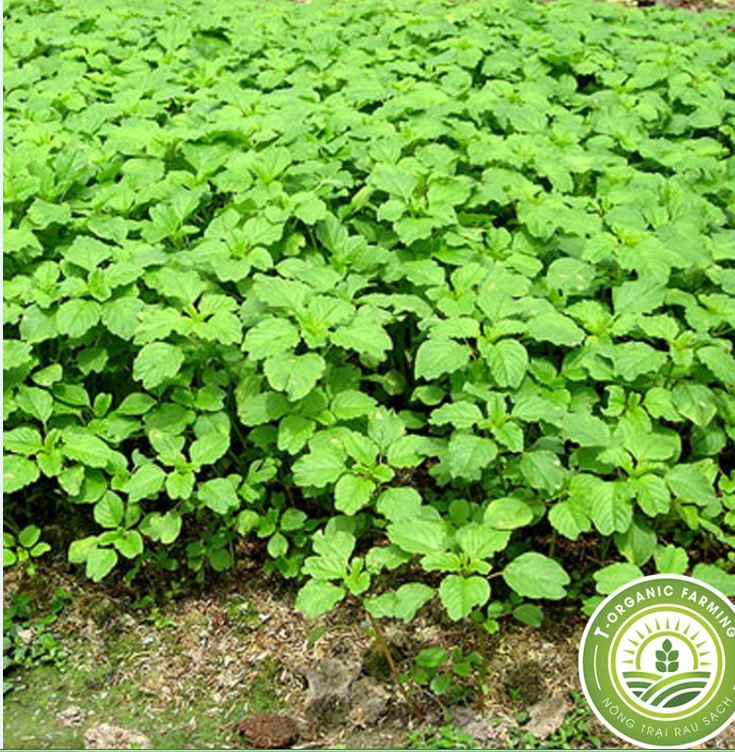 "Gói 10Gram Hạt " Hạt giống rau dền cơm ( dền dại)
