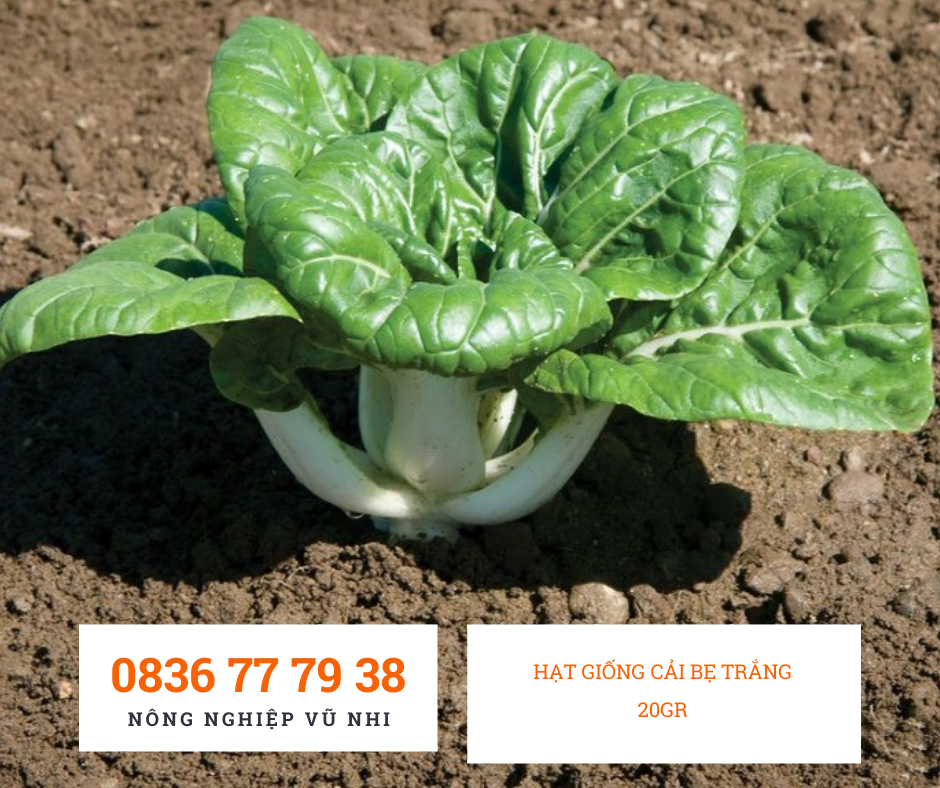 HẠT GIỐNG CẢI BẸ TRẮNG  20gr - hatgiong24h