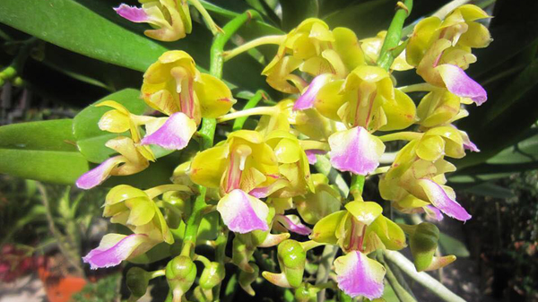 lan hoàng nhạn, hoa đẹp nhiều màu