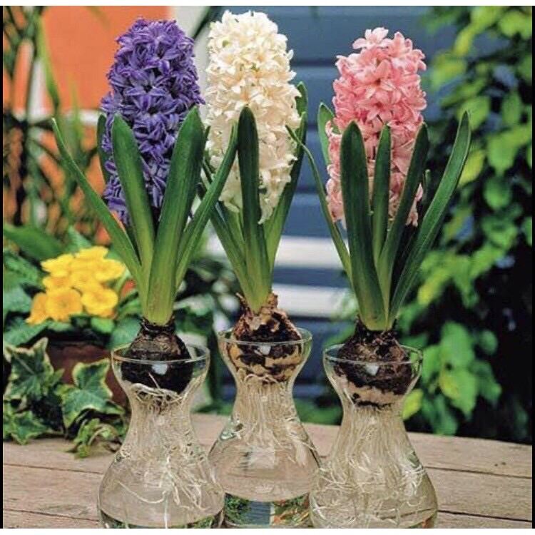 Củ hoa tiên ông giá sỉ 7k(set 5 củ)
