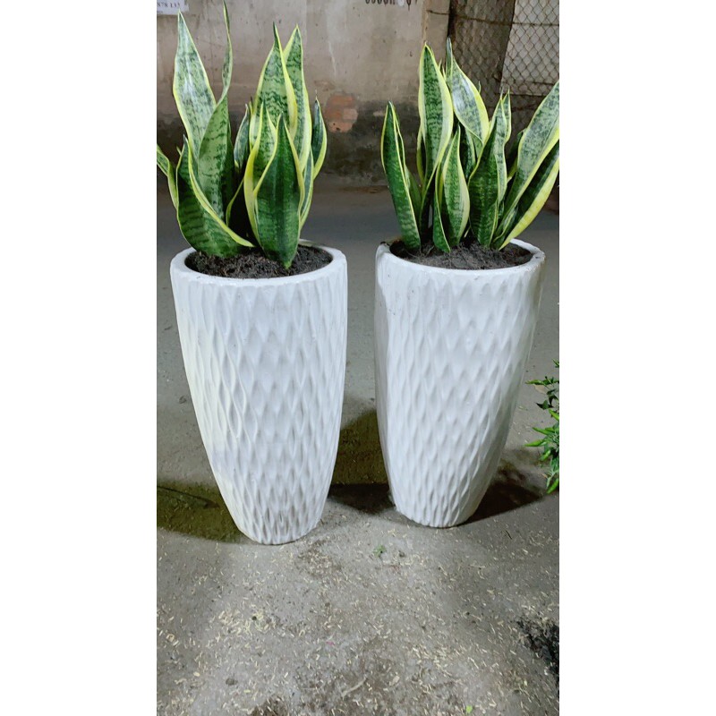 [HCM]Chậu Lưỡi Hổ
