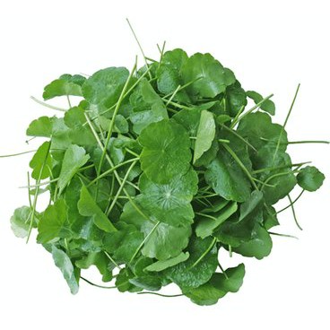 RAU MÁ HƯƠNG (rau má mèo, rau má lá nhỏ)- bầu giống