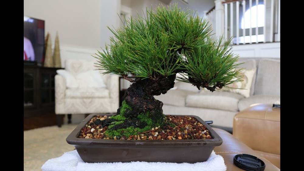 Hạt giống cây thông đen (10 hạt /gói)
