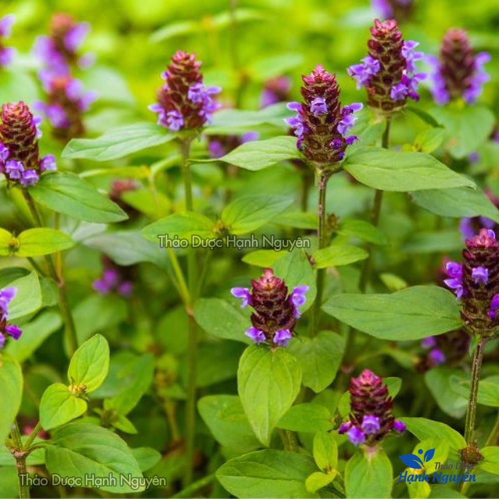 Leaves Black dry peace 1kg