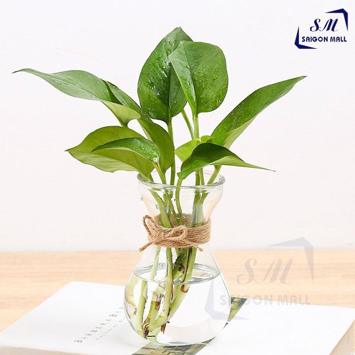 [HCM]Bình Bông Lọ Hoa Thủy Tinh Miệng Loe - Bình Tiên Ông + Tặng kèm dây sơ dừa trang trí