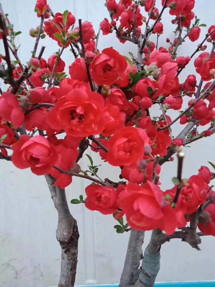 Com bo 5 gói hạt giống hoa mộc lan đủ màu