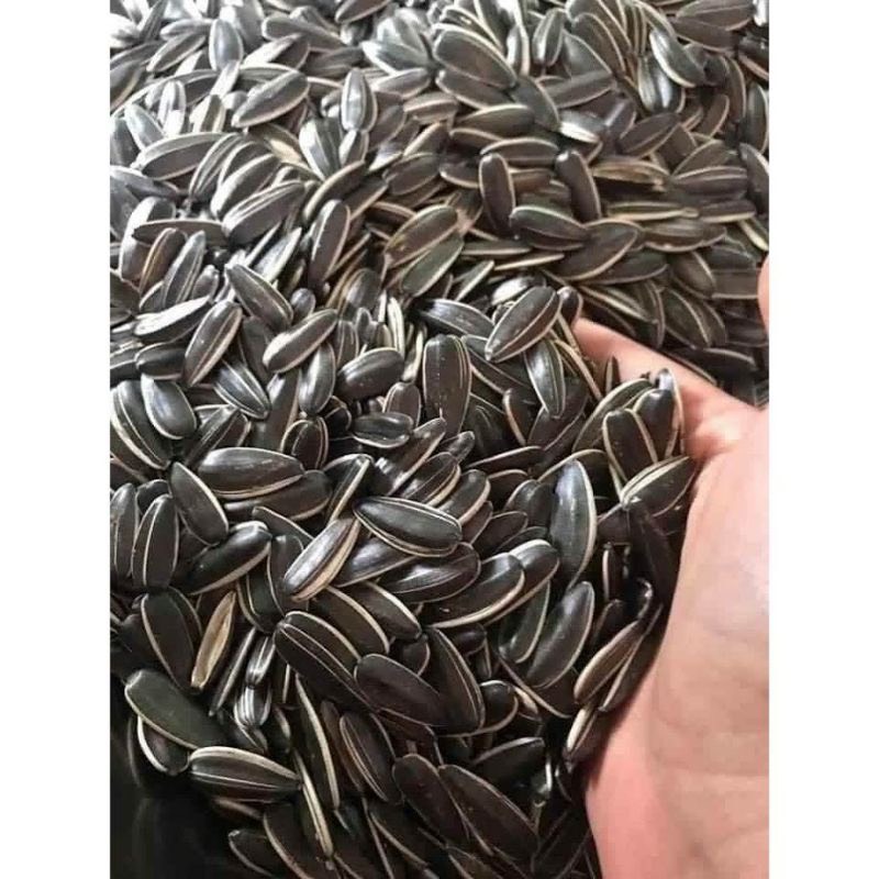 Sỉ 1 kg Hướng dương đen