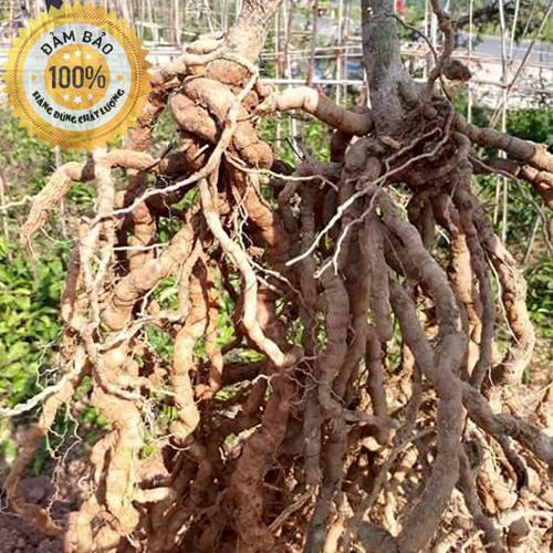 1kg Ba kích tím quảng ninh - HÀNG CHÙM CAO CẤP