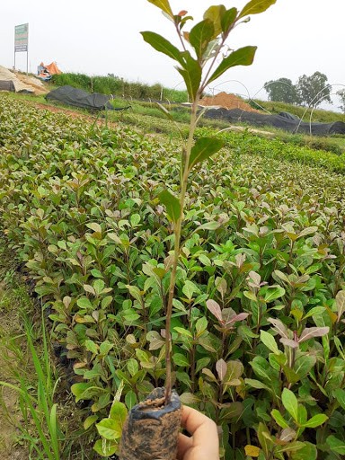 CÂY BÀNG ĐÀI LOAN - HÀNG CÂY GIỐNG