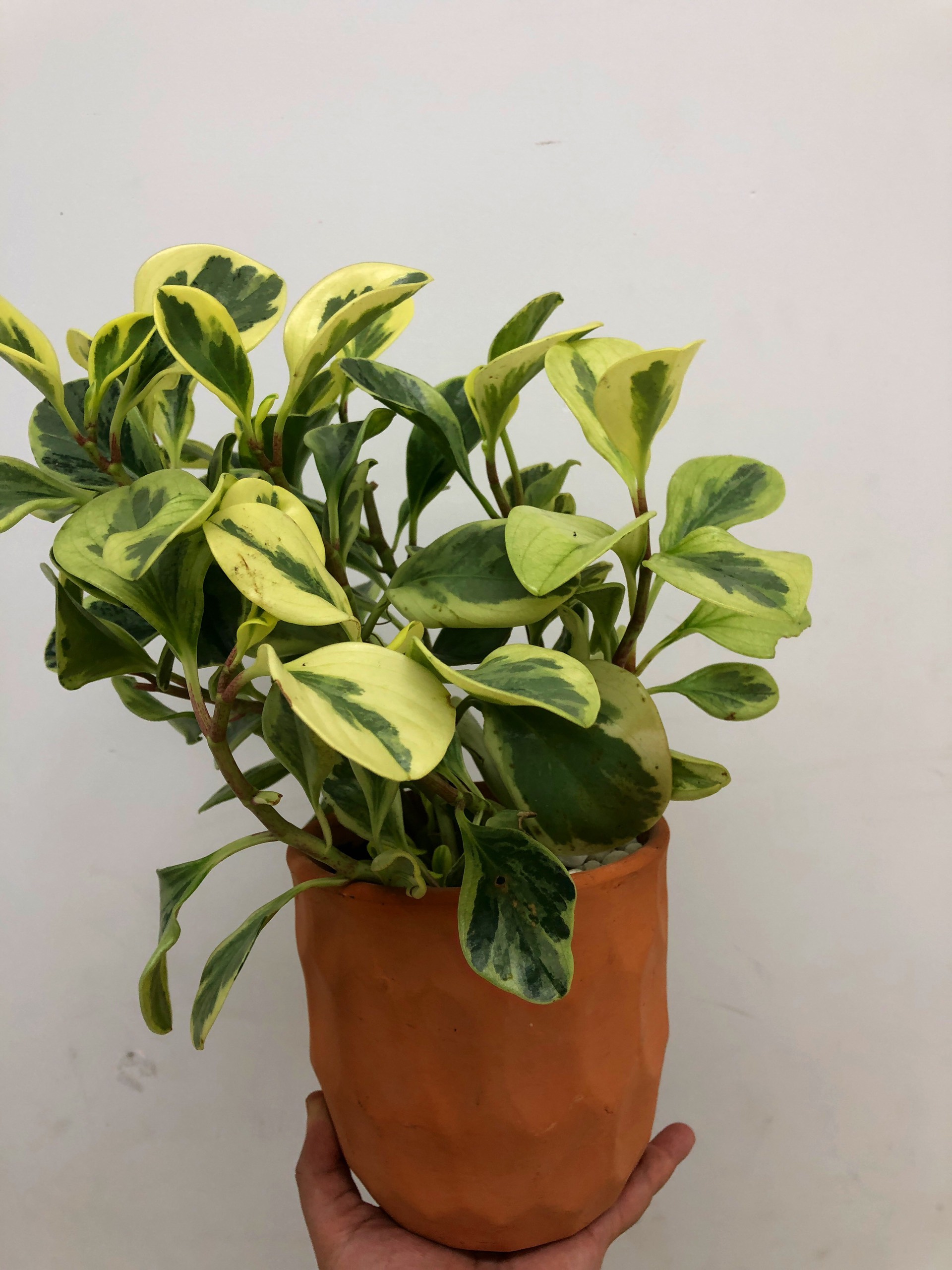 Cây TRƯỜNG SINH CẨM THẠCH cao 25 – 30cm