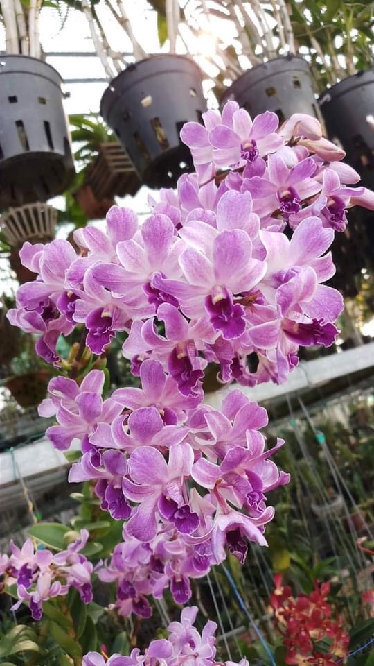 Hoa lan denro tím huế