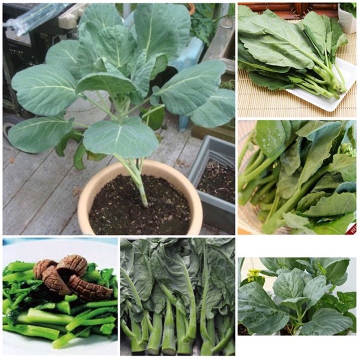 Hạt Giống Cải Rổ Phú Nông - 10g