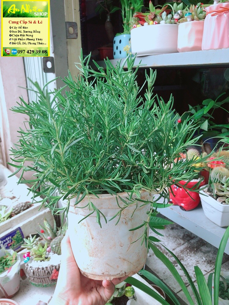Chậu hương thảo size lớn
