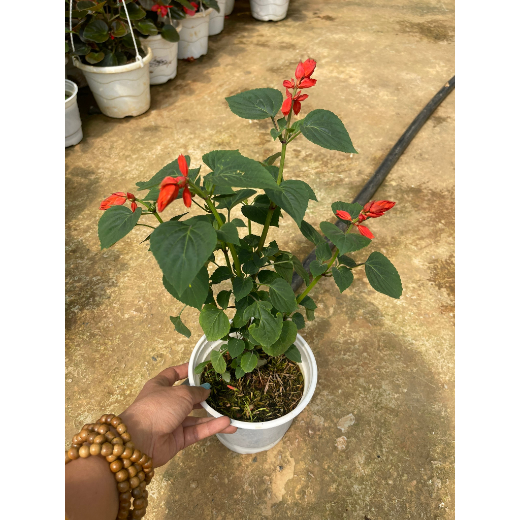 Chậu cây giống hoa xác pháo đỏ