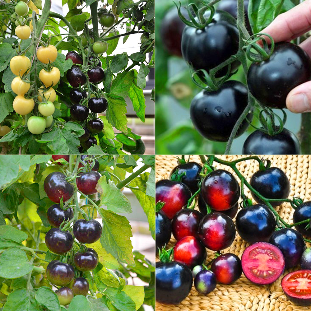 Hạt Giống Cà Chua Cherry Đen Lai F1 Sinh Trưởng Vô Hạn (Gói 0.1 gam ~ 45 hạt)