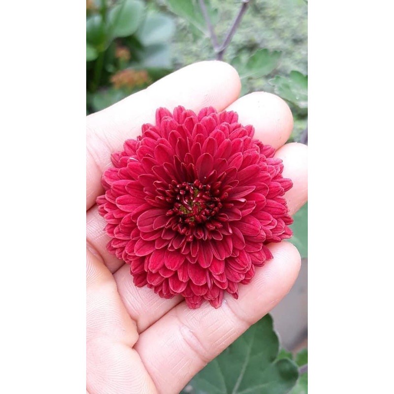 Cúc Cổ sơn la - Hoa cúc cổ đỏ ♥️Siêu Giảm Giá♥️