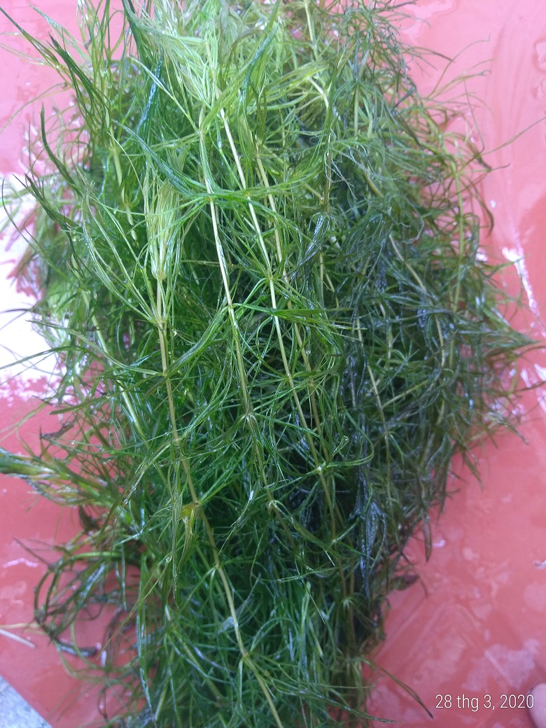 Rong đuôi chồn - Cây thủy sinh (1 bó 10 đến 15 nhánh)