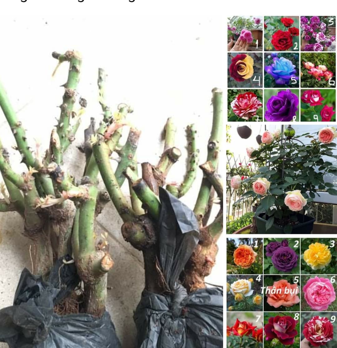 Combo 10 Gốc Hoa Hồng Leo Siêu Đẹp